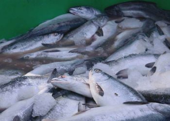 Рыбы на прилавках камчатских магазинов должно стать больше