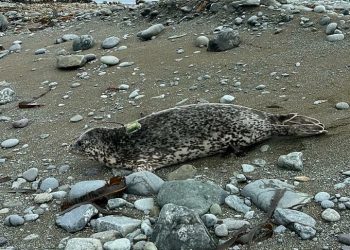 Камчатские учёные исследуют необычное поведение пятнистых тюленей