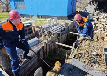 На Камчатке спасатели выручили из беды провалившуюся в канаву собаку