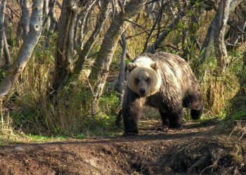 Медведь-людоед убил рыбака на Камчатке