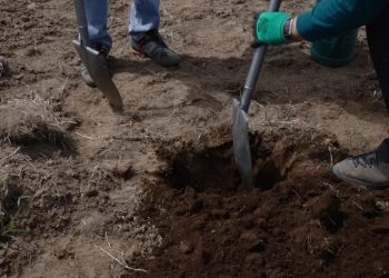 Инвестор задумал вырастить плодовый сад на Камчатке