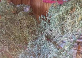 Более 7,7 килограмма конопли изъяли у камчатского пенсионера