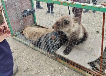 Трёх медвежат сняли с дерева в Коряках и передали в приют